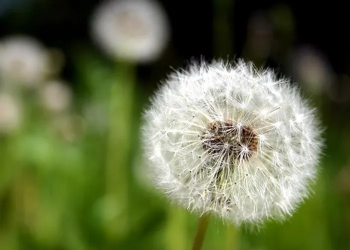 Ferienwohnung Pusteblume
