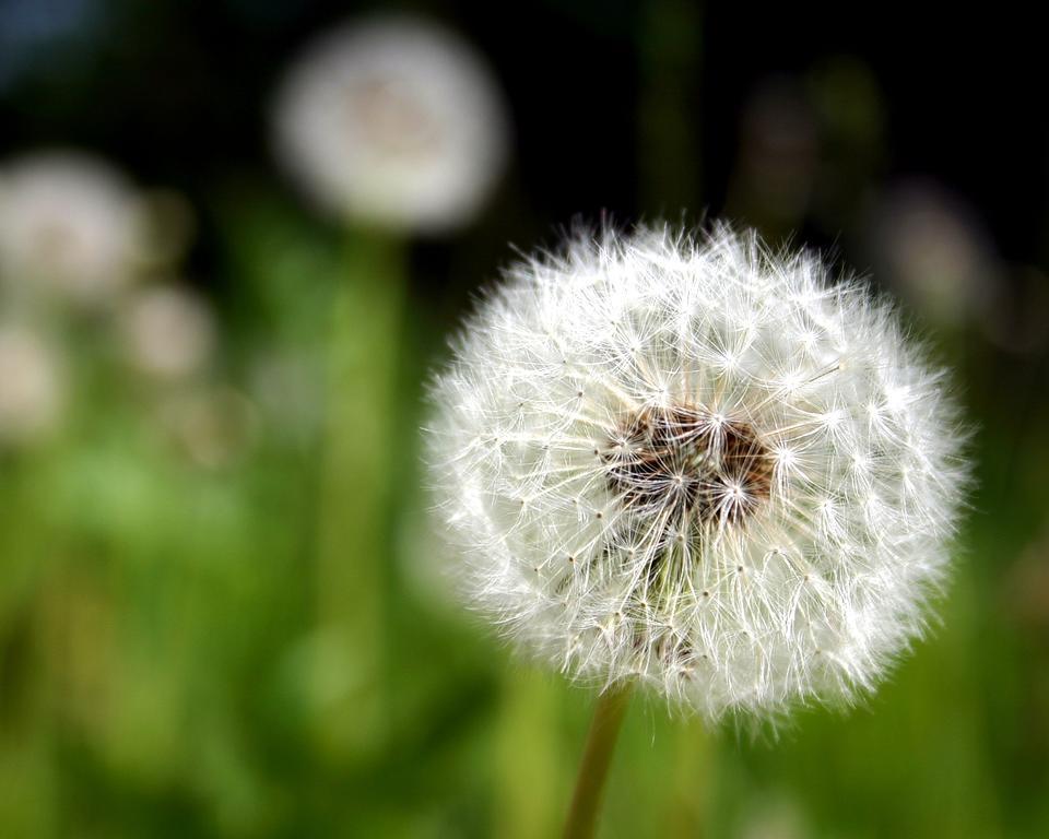 Апартаменты Pusteblume *