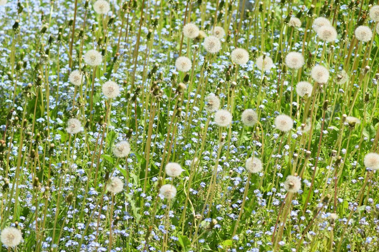 Апартаменты Pusteblume Вильдеманн