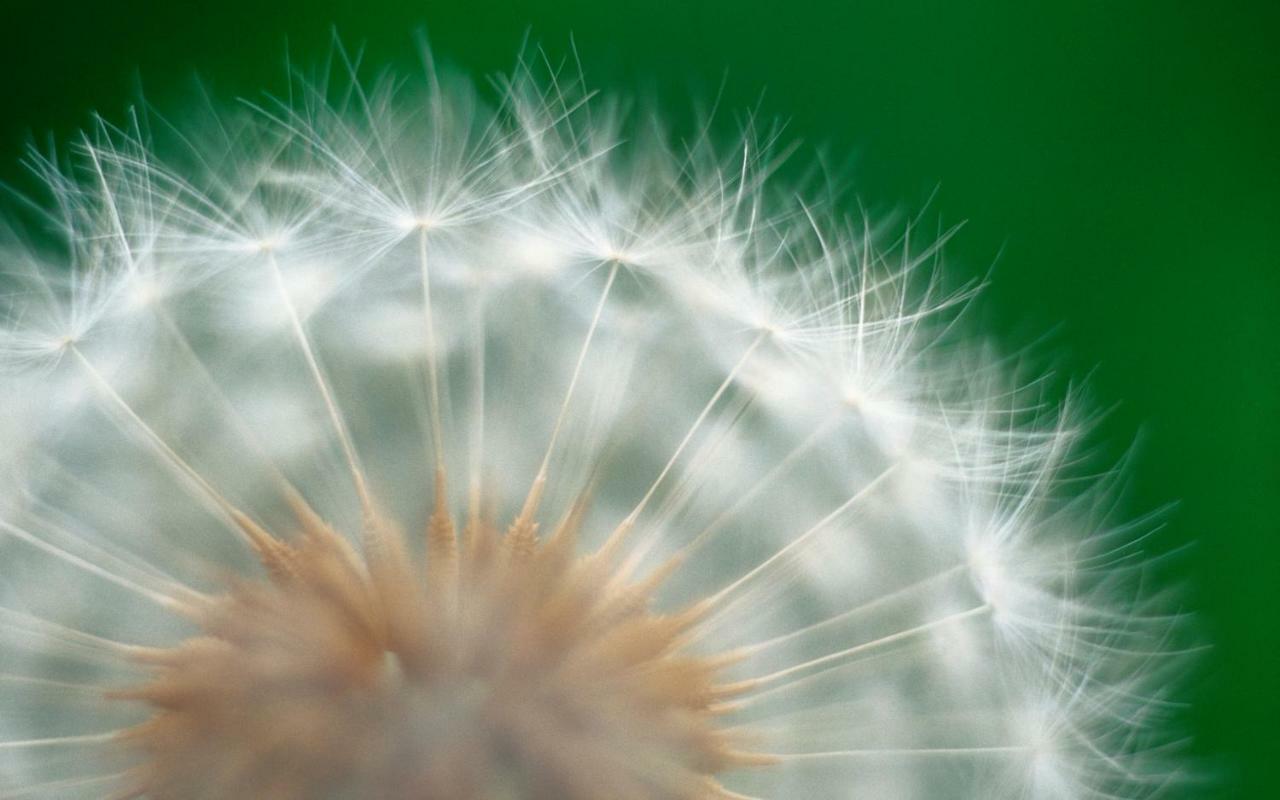 Pusteblume Апартаменты